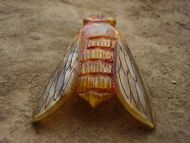 A fine French Art Nouveau horn brooch of a fly by P. Lucas