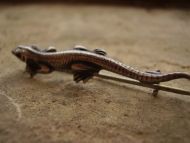 A Gebruder Falk German Art Nouveau silver and ruby lizard brooch